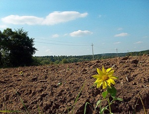 Китай пока не покупает землю на Украине, однако уже присматривается