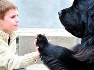 Собачий рай сделают в Симферополе