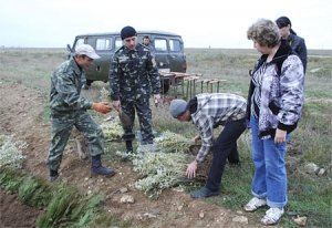 На побережье озера Мойнаки вместо сгоревших деревьев высадили новые