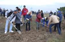 Территорию озера Мойнаки в Евпатории озеленили молодыми деревьями