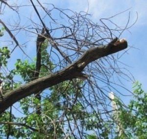 Возле Гурзуфа в заповеднике пожарного убило веткой