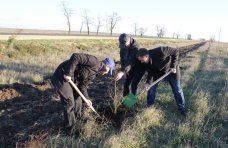 Вдоль трассы в Симферопольском районе высадили деревья