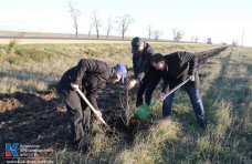 За неделю экологической акции в Крыму высажено 4,5 тыс. деревьев