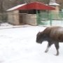 Мерзнут не только люди, не сладко приходится в морозные дни и животным.