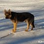 Керчане спасли овчарку-полукровку, у которой врезался ошейник