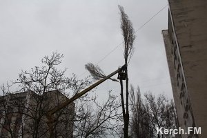 Возле КГМТУ спилили тополь и обрезали деревья