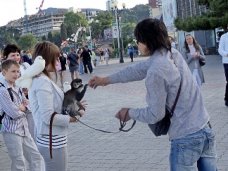 В Алуште введён запрет на проведение мероприятий с использованием животных