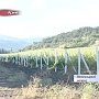 Крымскими виноградниками займутся всерьез