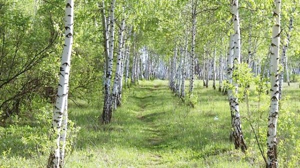 В.И. Кашин принял участие в торжественном мероприятии, посвященном Дню работников леса