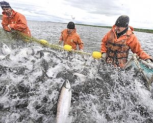 Рыбаки попросили зеленый коридор для продукции на переправе в Керчи