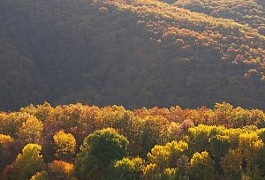 Потепление не создало угрозу пожарной опасности в Крыму