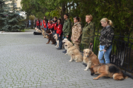 В Севастополе кинологи-волонтеры проходят аттестацию по нормативам МЧС России