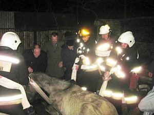 Спасатели помогли поставить лошадь на ноги