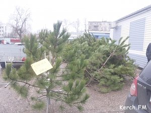 В Керчи открылся елочный базар