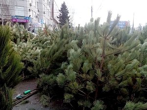 Стоимость елок в Симферополе посчитали завышенной