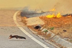 В Ялте с мая запретят сжигание сухой травы