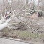 В Армянске дерево рухнуло на женщину