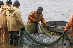 Часть выловленной в Крыму рыбы идёт на материк