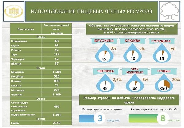 В.И. Кашин: «Комплексное освоение лесов: проблемы, задачи, пути решения»