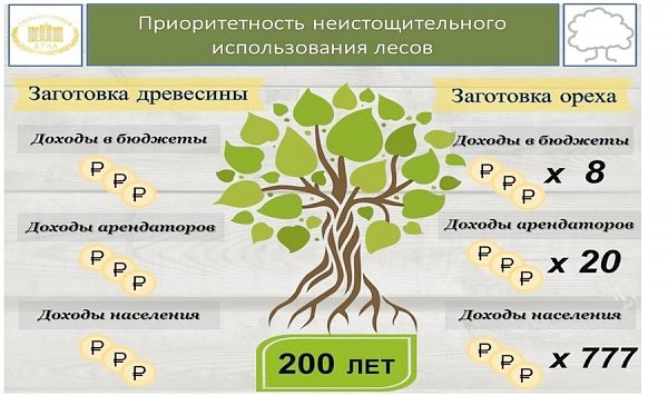 В.И. Кашин: «Комплексное освоение лесов: проблемы, задачи, пути решения»