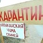 Части умерших свиней отправили во Владимир