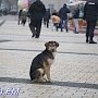 В Керчи численность бездомных животных снижали негуманно, — Госкомветеринария