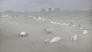 В Евпатории лебеди оказались в ледяном плену