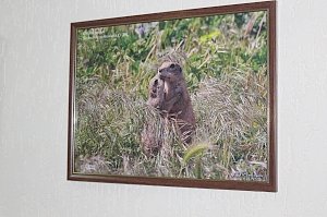 В Керчь приедет фотовыставка «Красная книга Крыма в фотообъективе»