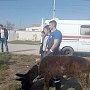 Осел провел несколько дней в яме в Черноморском районе до прибытия спасателей