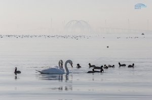 Учёные наблюдают за дельфинами в районе строительства Крымского моста