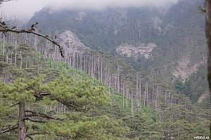 Керчане заблудились в лесу из-за тумана