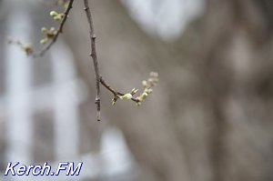 В Керчи расцветают плодовые деревья