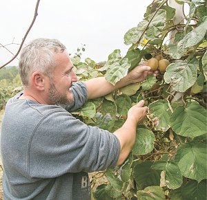 Как выращивают киви в Крыму