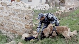 В Джанкое служебный пес Атос вывел полицейских к дому подозреваемой в краже из домовладения