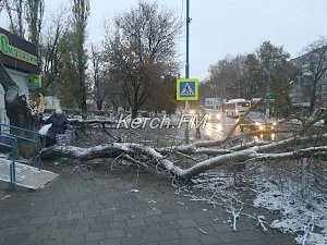 В Керчи упало дерево и перегородило тротуар