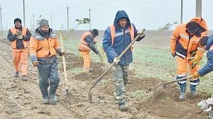 600 саженцев деревьев высадили на симферопольской трассе в Первомайском районе