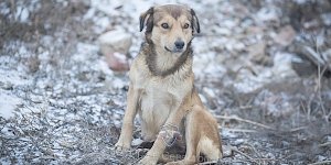 В Севастополе спасатели сняли со скалы собаку, просидевшую на ней двое суток