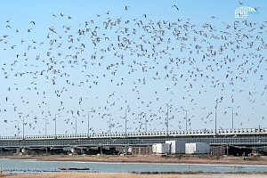 Экологи установили гнездовья для птиц рядом с Крымским мостом