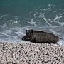 В Гурзуфе кабана-курортника заставили прилечь поспать