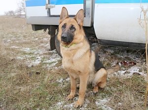 В Симферополе собака помогла поймать щипача